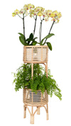 Rattan Indoor Two-Tier Plant Stand, Natural