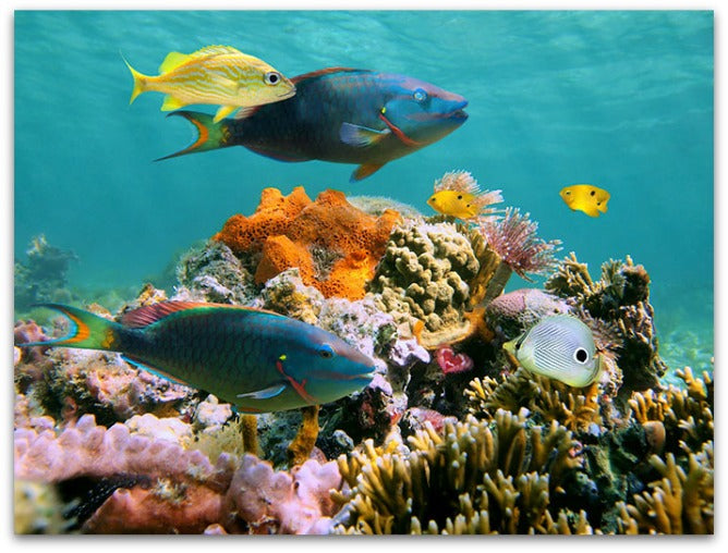 SEAWORTHY INSPIRATION FOR YOUR HOME