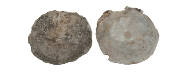 LOOKING FOR ROMANCE AND GLAMOUR? CONSIDER THE CAPIZ