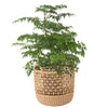 Wave Natural Rattan Basket with Handles - Elegant Braided Weave