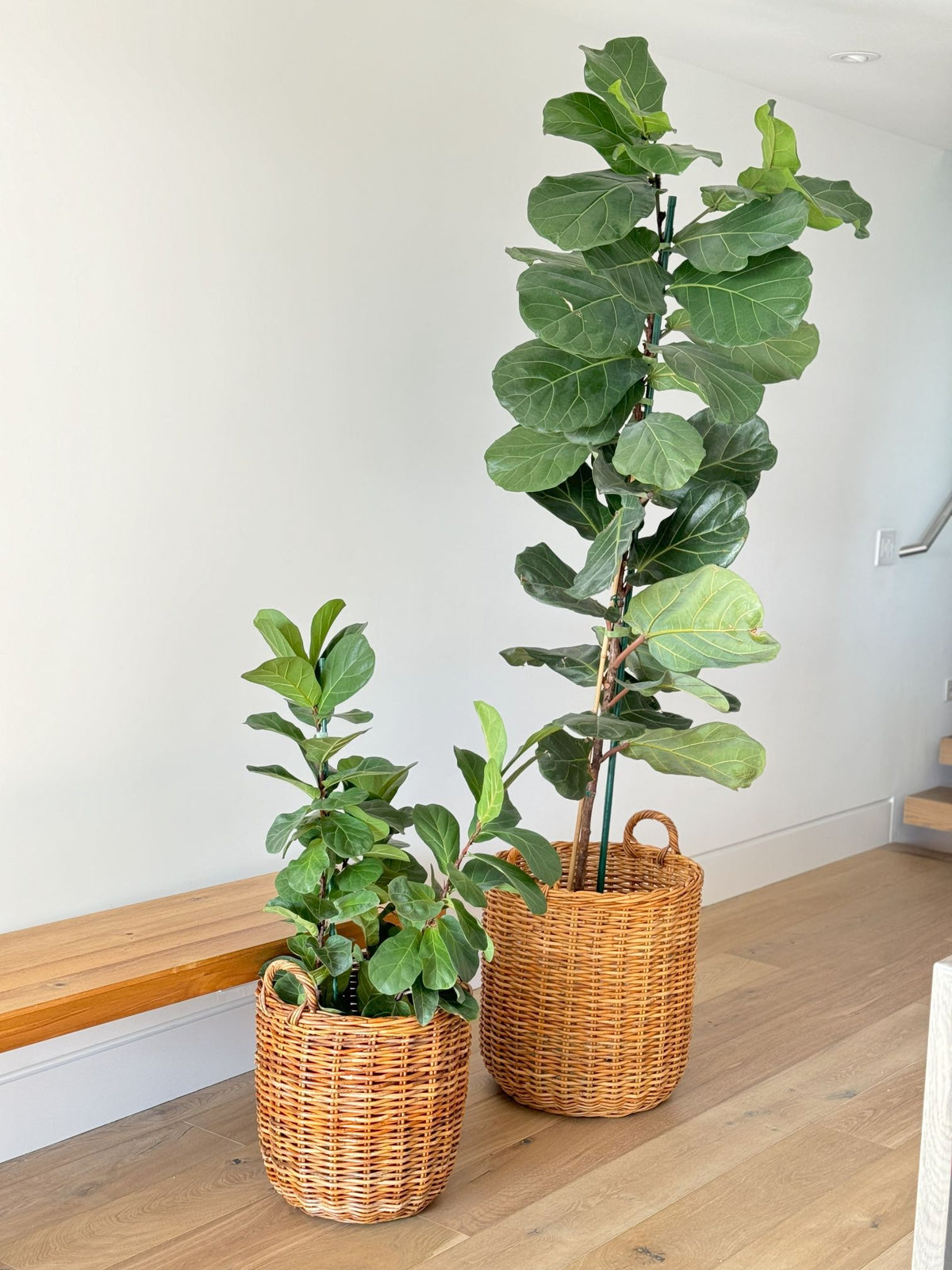 wicker basket for fiddle leaf fig Lacak Round Rattan Decorative Storage Basket with Handles