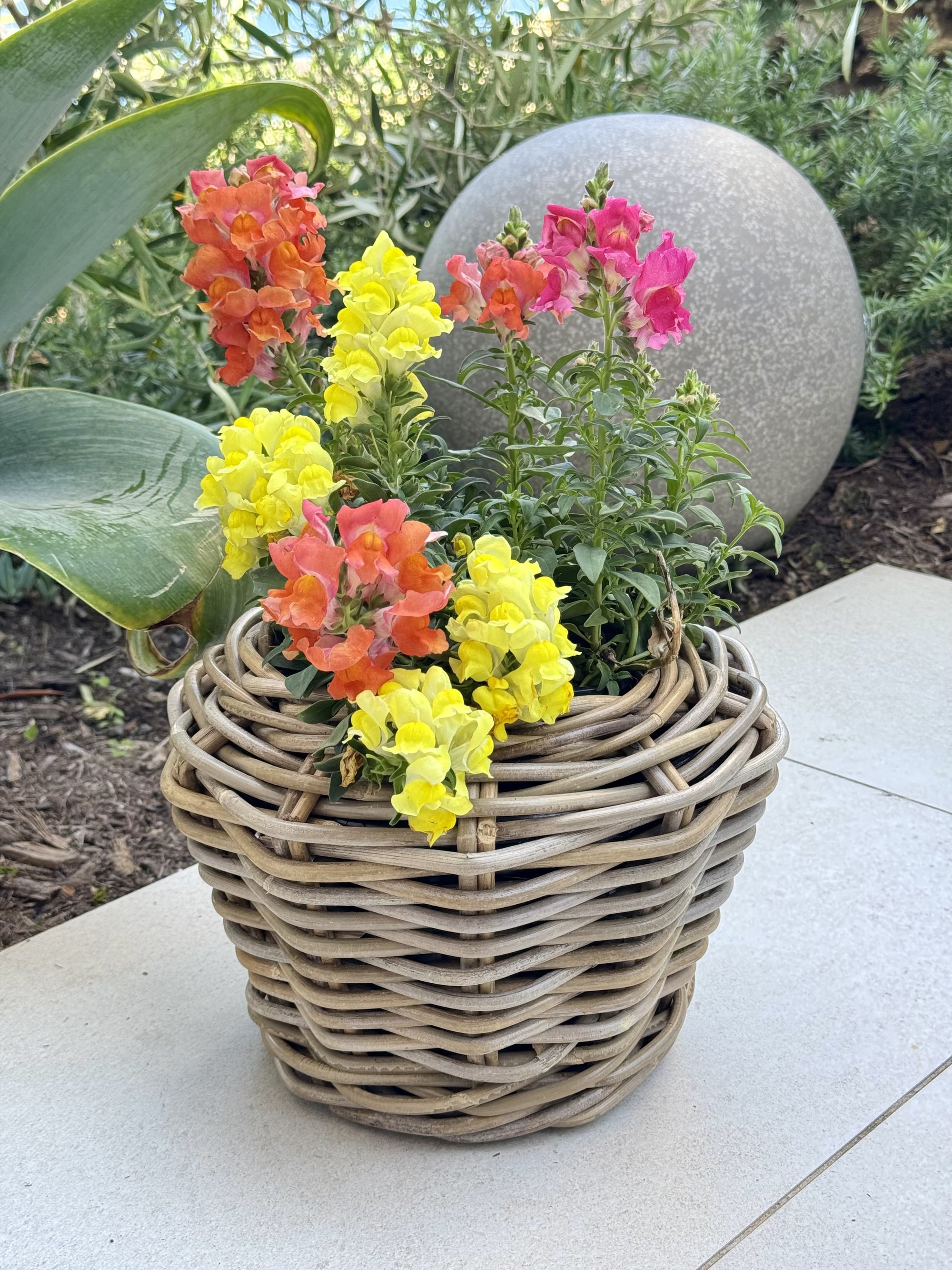 Rattan Kobo Indoor & Outdoor Planter Basket with Plastic Pot