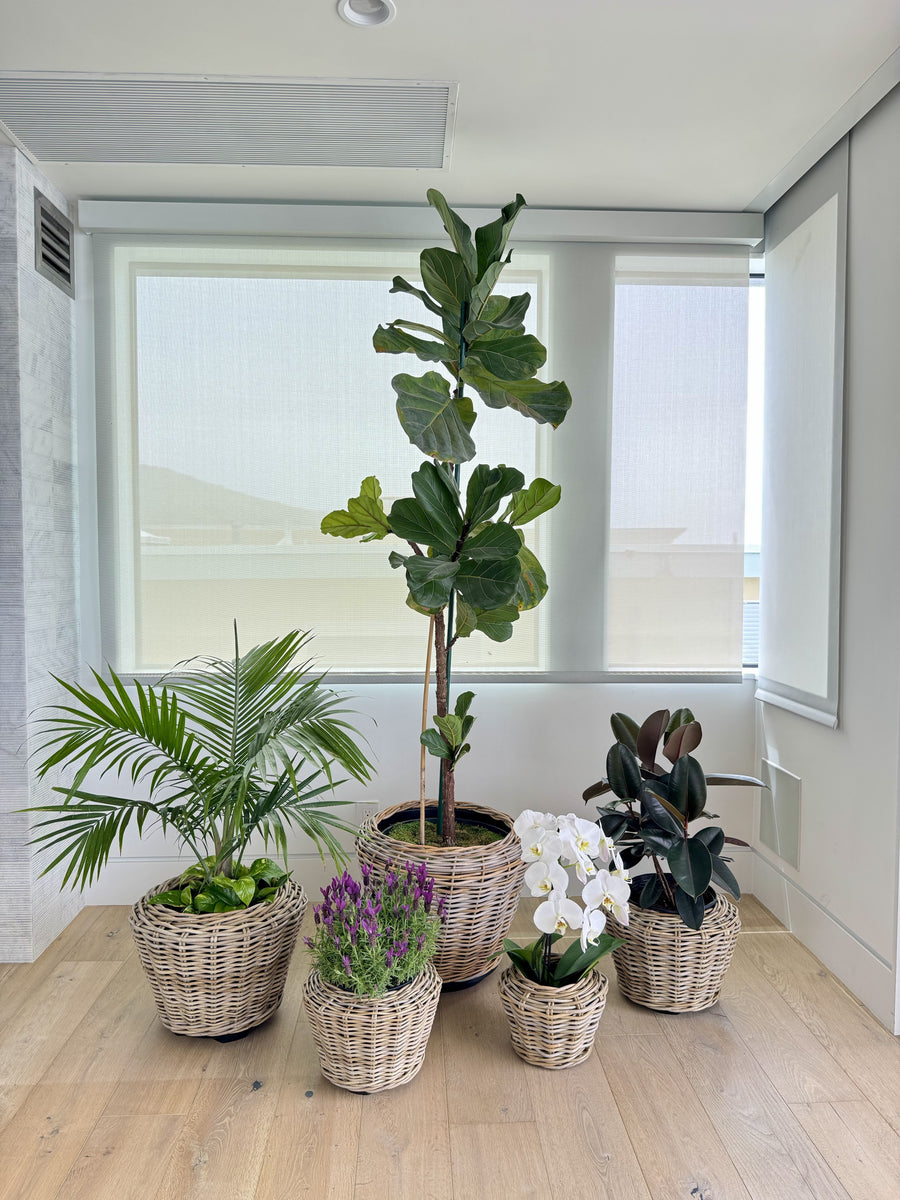 Rattan Kobo Indoor & Outdoor Planter Basket with Plastic Pot