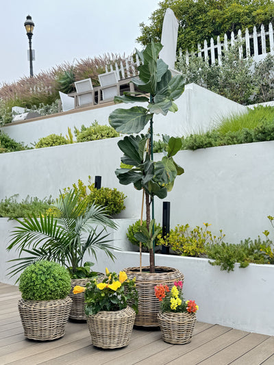 Rattan Kobo Indoor & Outdoor Planter Basket with Plastic Pot