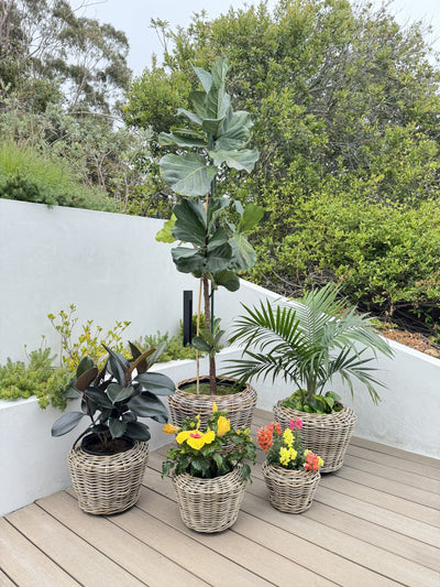 Rattan Kobo Indoor & Outdoor Planter Basket with Plastic Pot