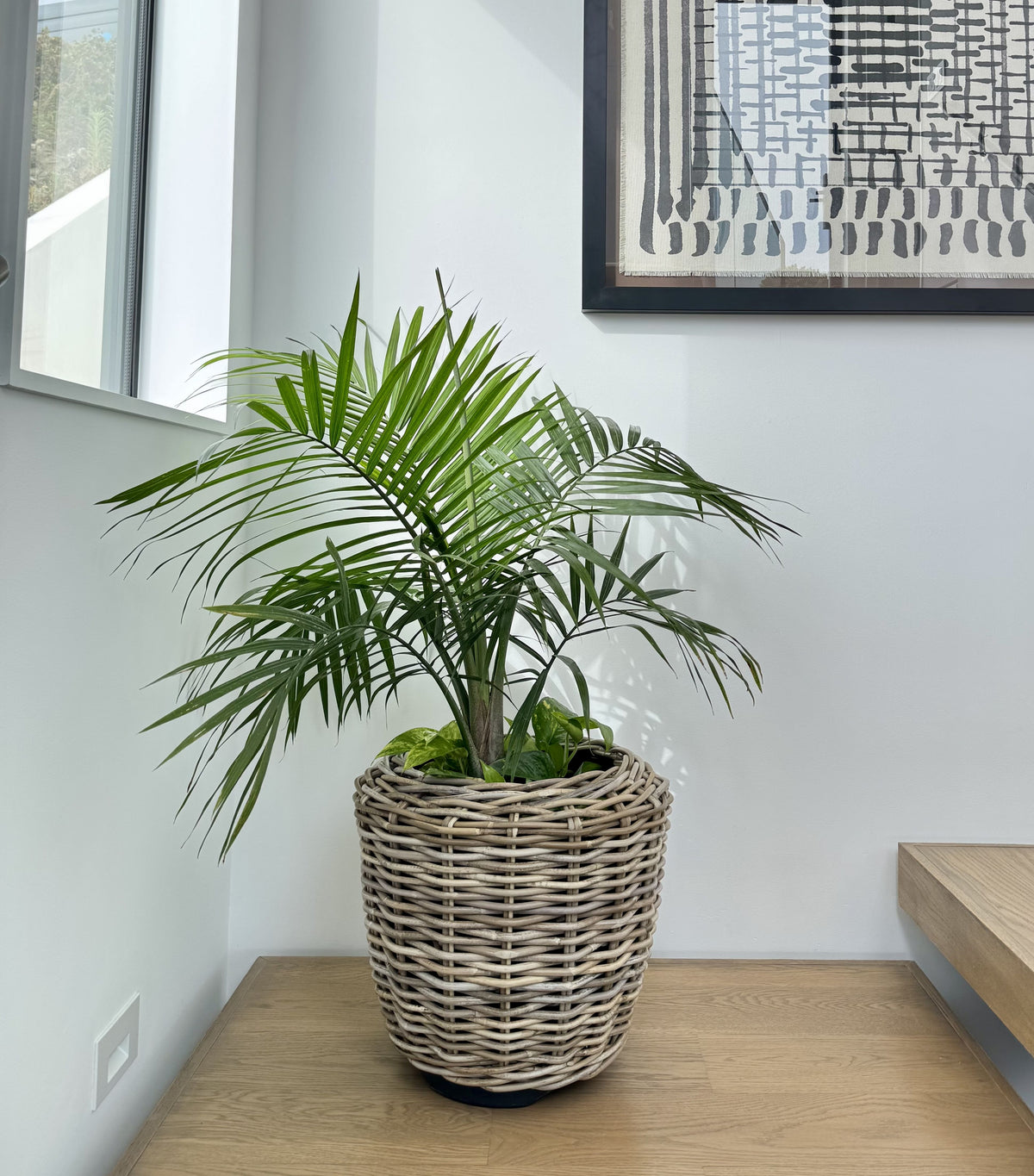 potted plant in basket Rattan Kobo Indoor & Outdoor Jar Planter Basket with Plastic Pot