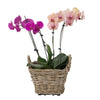 Rattan Kobo Indoor & Outdoor Square Planter Basket with Ear Handles & Plastic Pot