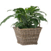 Rattan Kobo Indoor & Outdoor Square Planter Basket with Ear Handles & Plastic Pot