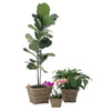 Rattan Kobo Indoor & Outdoor Square Planter Basket with Ear Handles & Plastic Pot