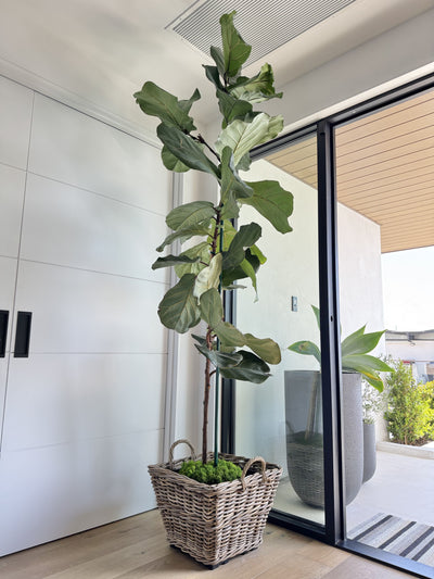 Rattan Kobo Indoor & Outdoor Square Planter Basket with Ear Handles & Plastic Pot