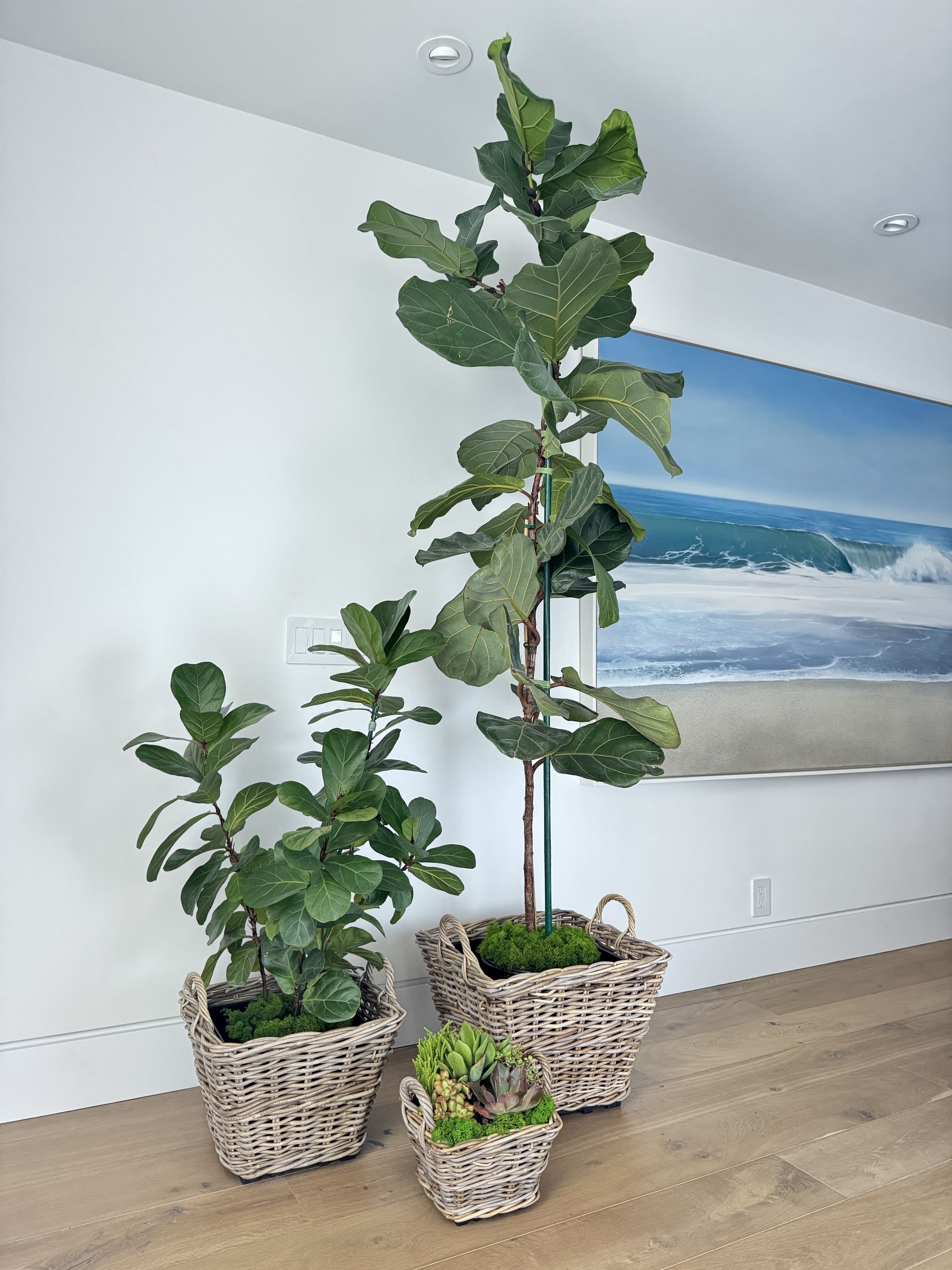 Rattan Kobo Indoor & Outdoor Square Planter Basket with Ear Handles & Plastic Pot