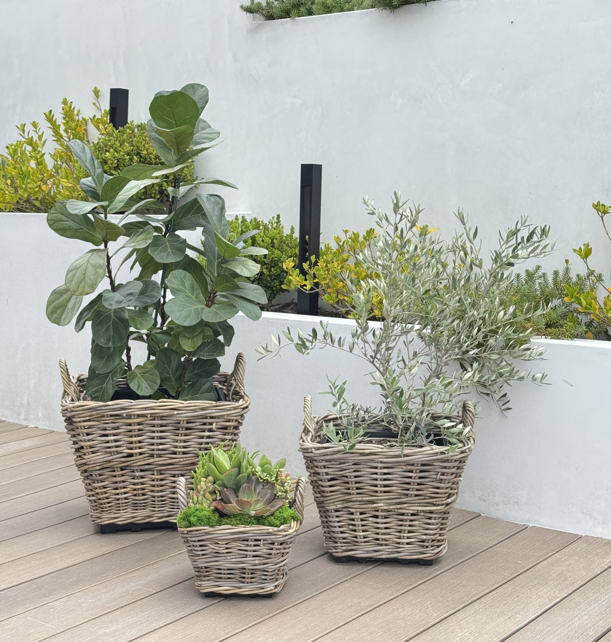 Rattan Kobo Indoor & Outdoor Square Planter Basket with Ear Handles & Plastic Pot