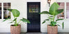 2 large planters with plants inside standing on the sides of a front door of a house.